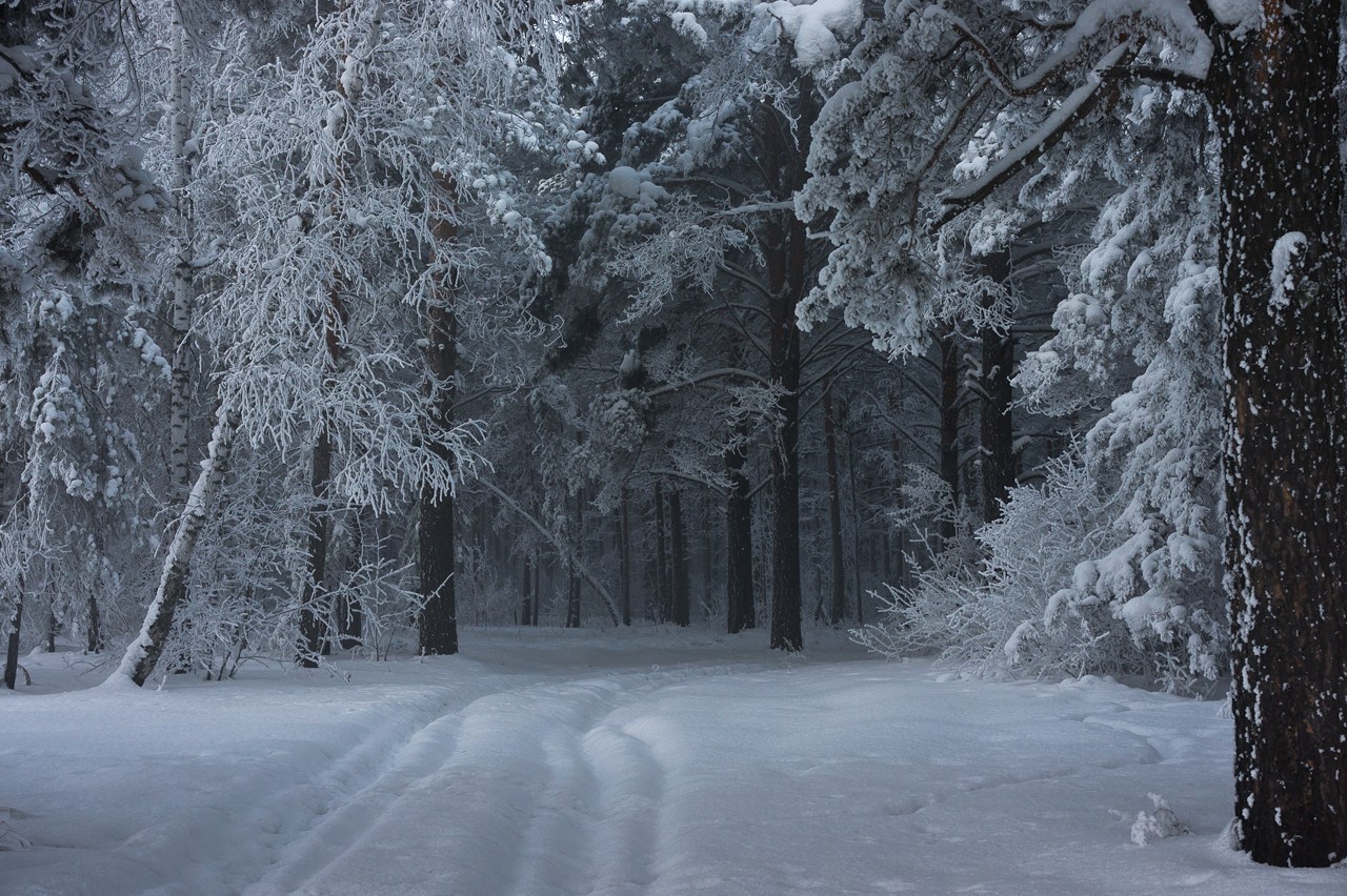 Снежок лесной. Зимний лес. Зимние леса. Зимняя дорога в лесу. Красивый зимний лес.